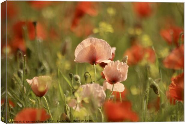 Poppy Flowers Canvas Print by Simon Johnson