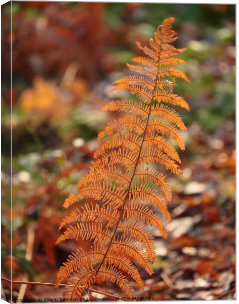Autumn fern Canvas Print by Simon Johnson