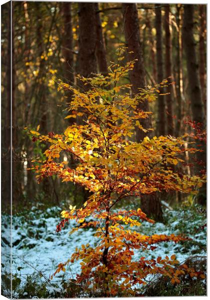 Golden tree Canvas Print by Simon Johnson