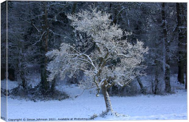 sunlit frosted tree Canvas Print by Simon Johnson