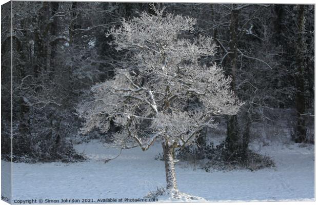 sunlit  frosted tree Canvas Print by Simon Johnson