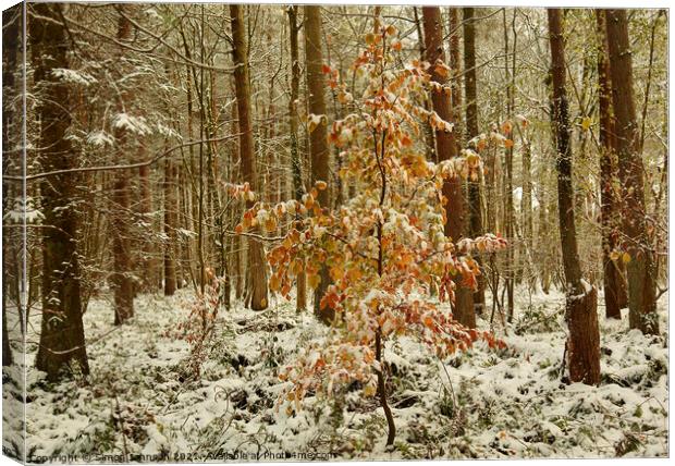  autumn leaves and woodland snow Canvas Print by Simon Johnson