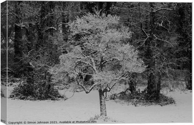 woodland snow Canvas Print by Simon Johnson