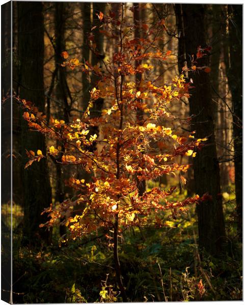 Another golden Beech tree  Canvas Print by Simon Johnson