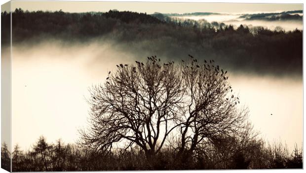 Cotswold mist and rookery Canvas Print by Simon Johnson