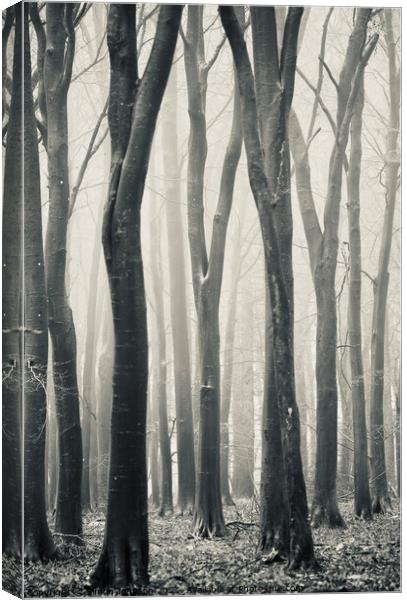 Beech woodland Canvas Print by Simon Johnson