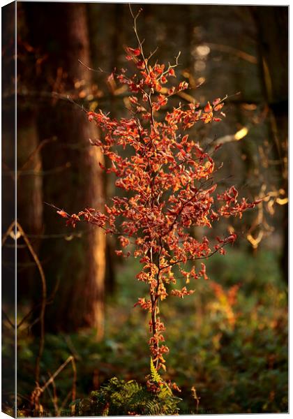 Winter woodland light Canvas Print by Simon Johnson