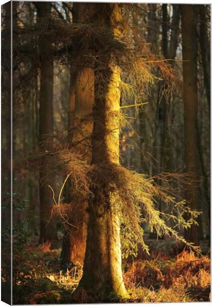 winter woodland light Canvas Print by Simon Johnson