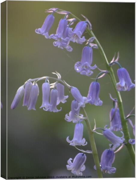 Bluebell  flower Canvas Print by Simon Johnson