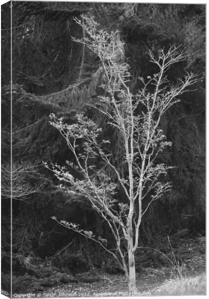 tree profile Canvas Print by Simon Johnson
