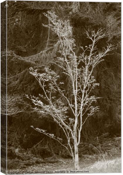 Tree profile Canvas Print by Simon Johnson
