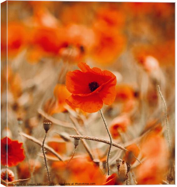 poppy in the wind Canvas Print by Simon Johnson
