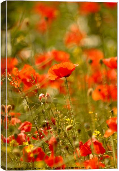 Summer Poppies Canvas Print by Simon Johnson