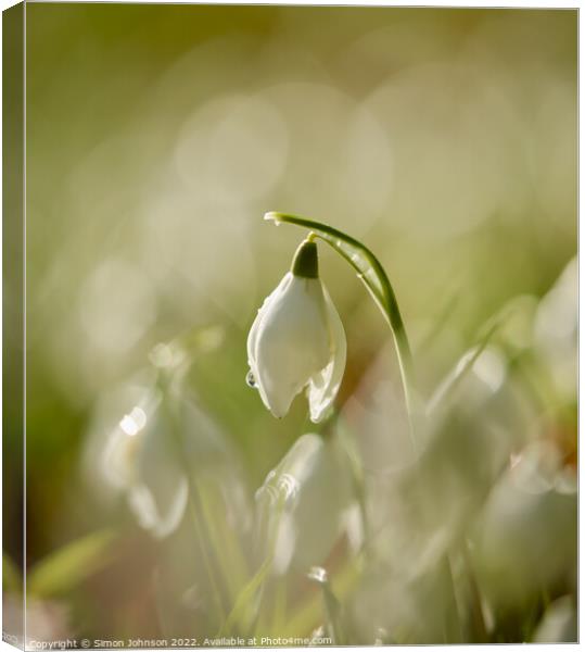 sunlit Snowdrop Canvas Print by Simon Johnson