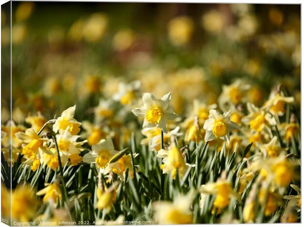 A host of golden daffodils Canvas Print by Simon Johnson