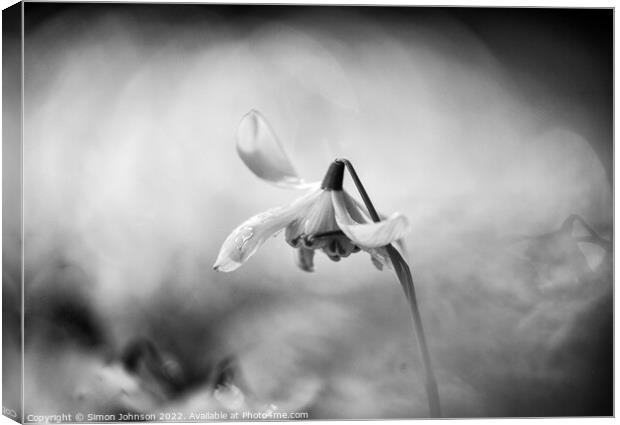 Snowdrop Canvas Print by Simon Johnson