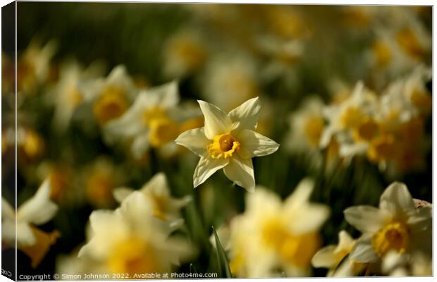 Daffodils  Canvas Print by Simon Johnson