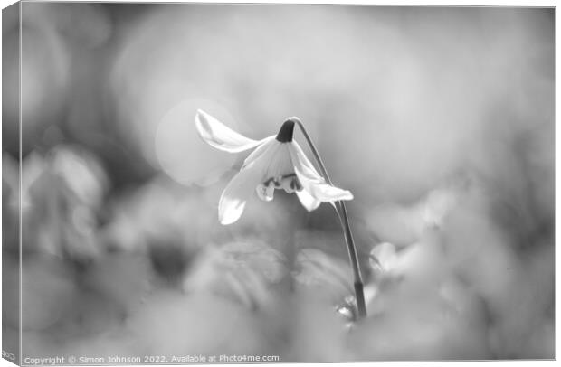 Snowdrop flower Canvas Print by Simon Johnson