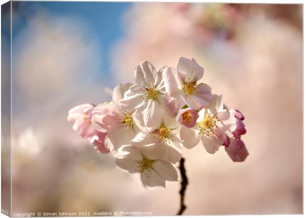 Sunlit  Spring blossom Canvas Print by Simon Johnson