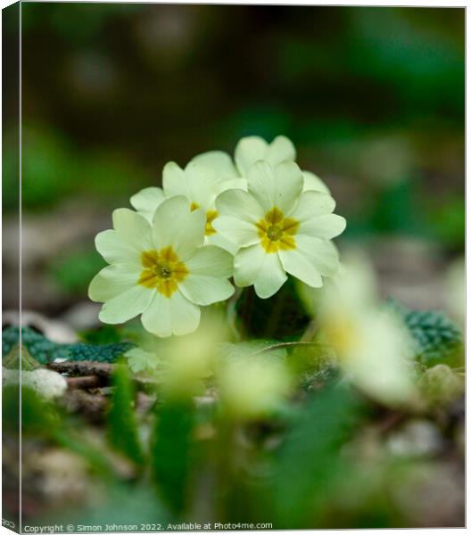 primrose  flowers Canvas Print by Simon Johnson