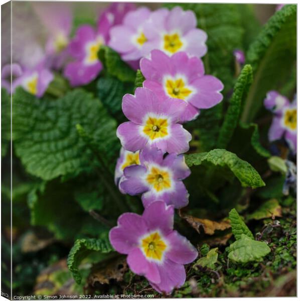 stream of primroses Canvas Print by Simon Johnson