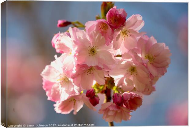 Spring Cherry Blossom Canvas Print by Simon Johnson