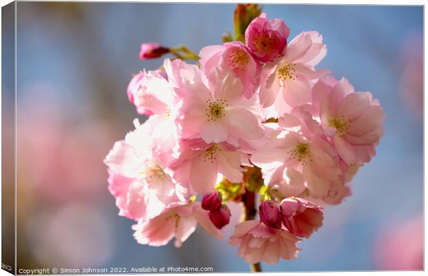 spring Cherry Blossom Canvas Print by Simon Johnson