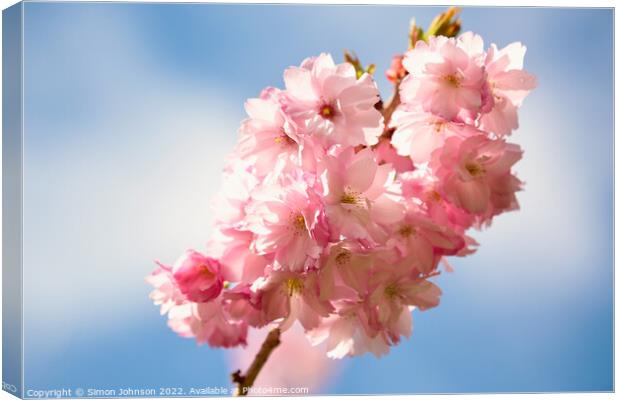 Cherry Blossom In the breeze Canvas Print by Simon Johnson