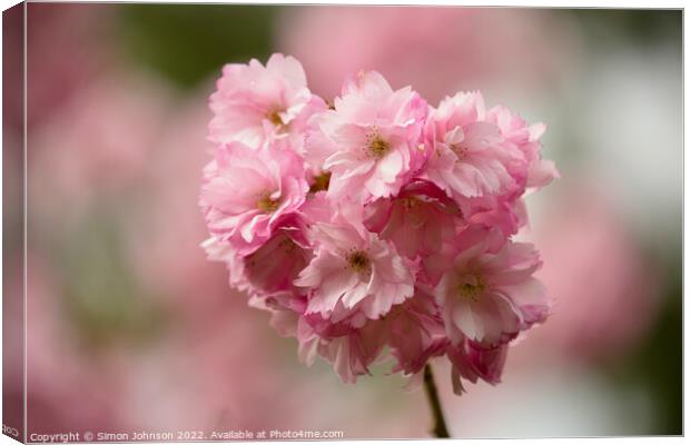 pink blossom Canvas Print by Simon Johnson