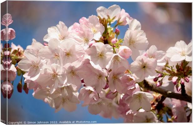 Spring Blossom Canvas Print by Simon Johnson