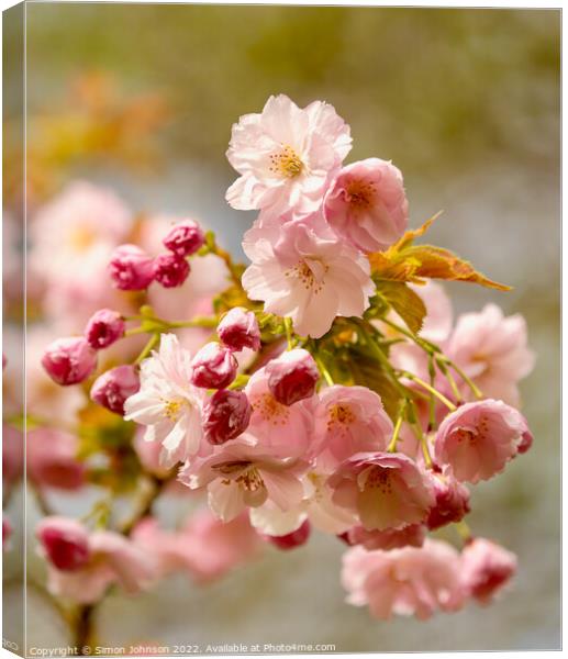 Pink Cherry blossom Canvas Print by Simon Johnson