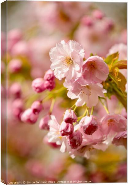 Cherry Blossom Canvas Print by Simon Johnson