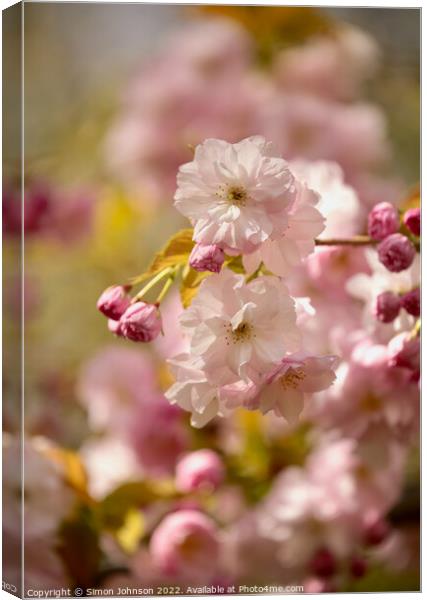 Sunlit Spring blossom Canvas Print by Simon Johnson