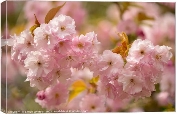 Cotswold Blossom Canvas Print by Simon Johnson