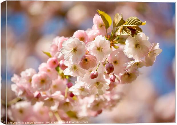 sunlit Cherry blossom Canvas Print by Simon Johnson