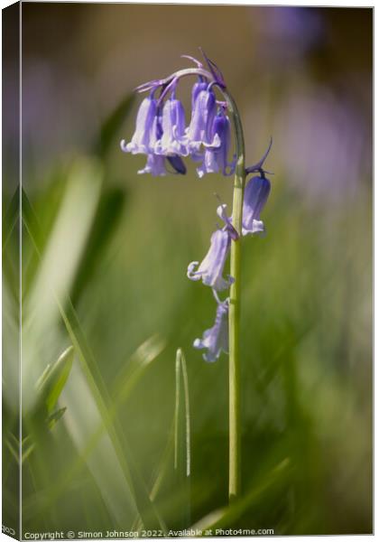 Bluebell flower Canvas Print by Simon Johnson