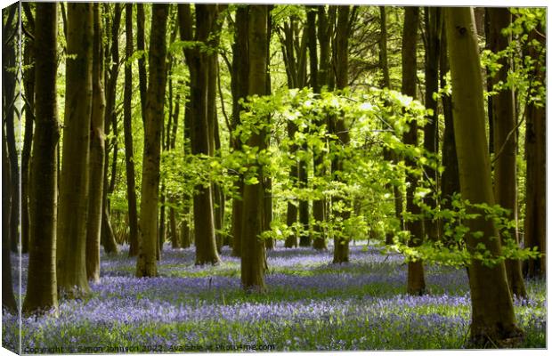 Sunlight in a bluebell Wood Canvas Print by Simon Johnson