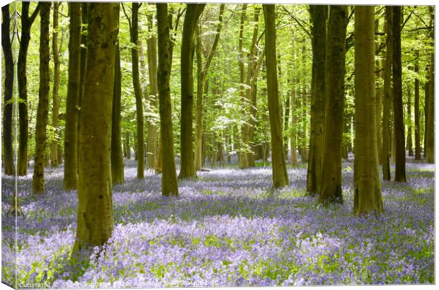 Bluebell Woodland  Canvas Print by Simon Johnson