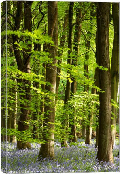 Plant tree Canvas Print by Simon Johnson