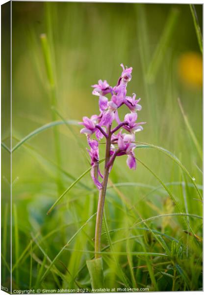 Wild Orchid Canvas Print by Simon Johnson