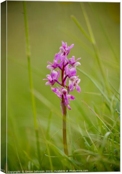 Wid orchid  Canvas Print by Simon Johnson
