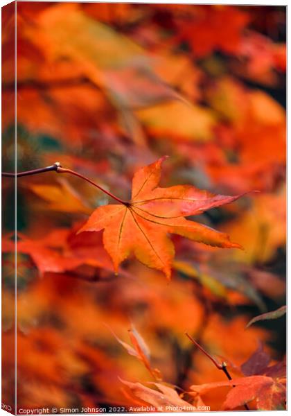 autumn acer colour Canvas Print by Simon Johnson