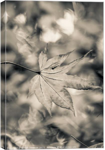 acer leaf in black and white Canvas Print by Simon Johnson