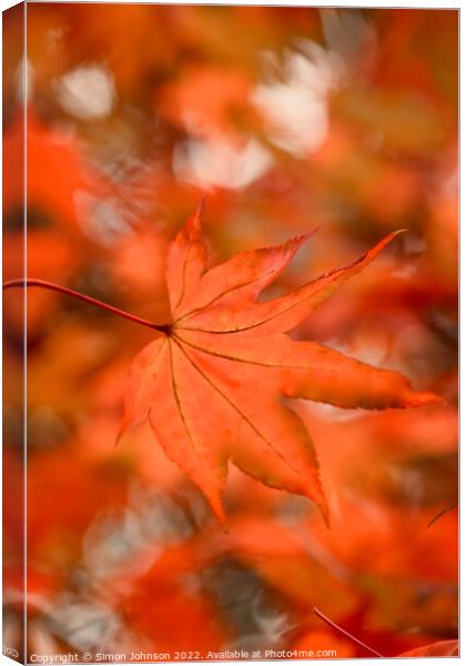 Autumn acer  leaves Canvas Print by Simon Johnson