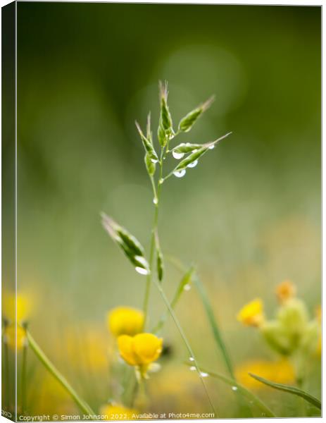 A close up of a grass with morning dew Canvas Print by Simon Johnson