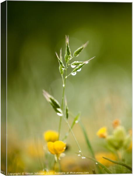 grass with morning dew Canvas Print by Simon Johnson