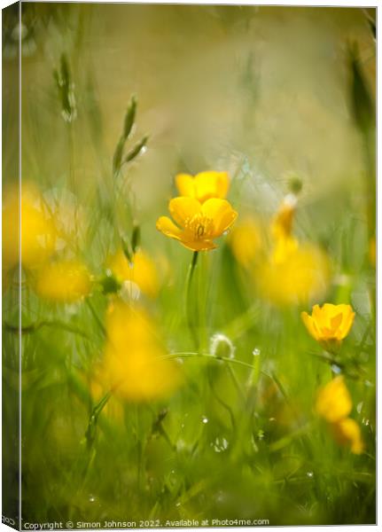 sunlit buttercup Canvas Print by Simon Johnson