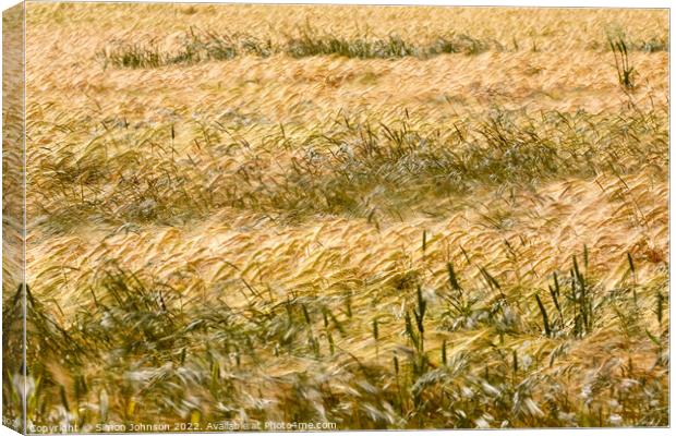 Corn field Canvas Print by Simon Johnson