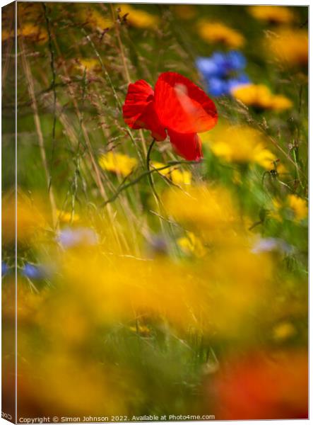 Sunlit Poppy flower Canvas Print by Simon Johnson