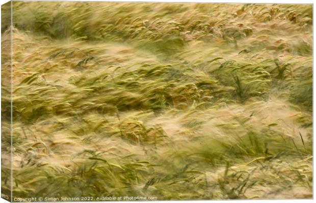 Wind blown corn Canvas Print by Simon Johnson